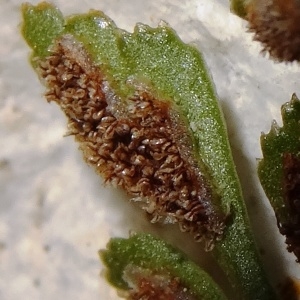 Asplenium ruta-muraria L. (Rue des murailles)