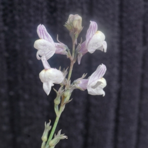 Photographie n°2331992 du taxon Linaria repens (L.) Mill.