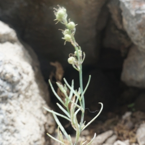 Photographie n°2331996 du taxon Linaria repens (L.) Mill.