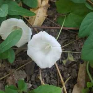 Photographie n°2332002 du taxon Convolvulus sepium L. [1753]