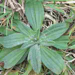 Photographie n°2332010 du taxon Plantago media L. [1753]