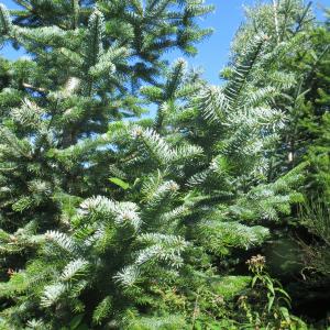 Photographie n°2332023 du taxon Abies bornmuelleriana Mattf. [1925]