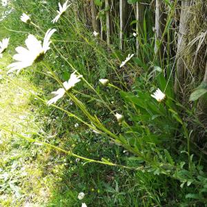 Photographie n°2332052 du taxon Leucanthemum vulgare Lam. [1779]