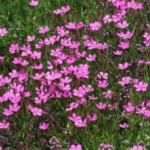  - Dianthus deltoides L. [1753]