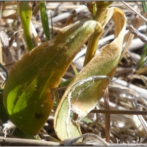 Photographie n°2332066 du taxon Centaurium erythraea Rafn [1800]