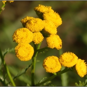 Photographie n°2332074 du taxon Tanacetum vulgare L. [1753]