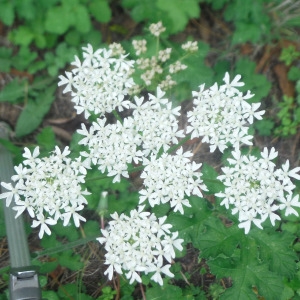  - Heracleum sphondylium L. [1753]