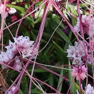  - Cuscuta epithymum (L.) L. [1774]