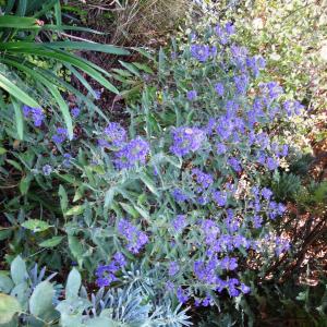 Caryopteris ×clandonensis Hort.