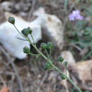 Photographie n°2332266 du taxon Prospero autumnale (L.) Speta