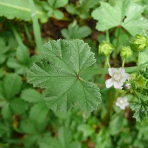 Photographie n°2332295 du taxon Malva neglecta Wallr.