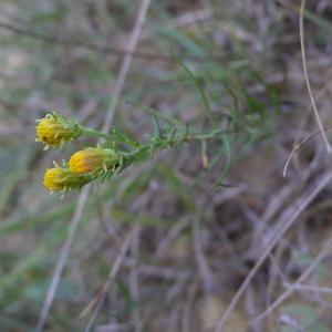 Photographie n°2332298 du taxon Galatella linosyris (L.) Rchb.f. [1854]