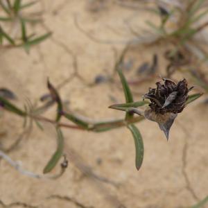 Photographie n°2332299 du taxon Prunella hyssopifolia L. [1753]