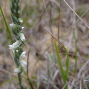 Photographie n°2332300 du taxon Spiranthes spiralis (L.) Chevall.