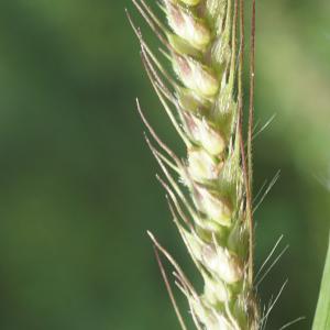 Photographie n°2332385 du taxon Echinochloa crus-galli (L.) P.Beauv. [1812]