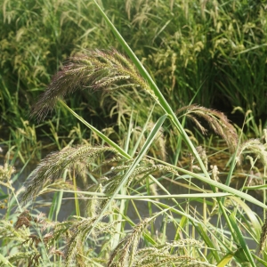 Photographie n°2332389 du taxon Echinochloa crus-galli (L.) P.Beauv. [1812]