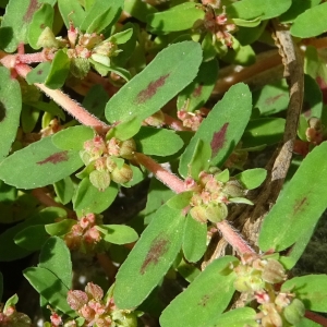 Photographie n°2332414 du taxon Euphorbia maculata L. [1753]