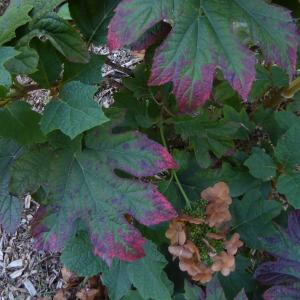 Photographie n°2332426 du taxon Hydrangea quercifolia W.Bartram [1791]