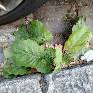 Photographie n°2332460 du taxon Rumex crispatus Pers. [1805]