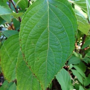 Photographie n°2332490 du taxon Hydrangea macrophylla (Thunb.) Ser. [1830]