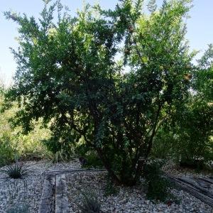 Photographie n°2332495 du taxon Punica granatum L. [1753]