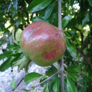 Photographie n°2332496 du taxon Punica granatum L. [1753]