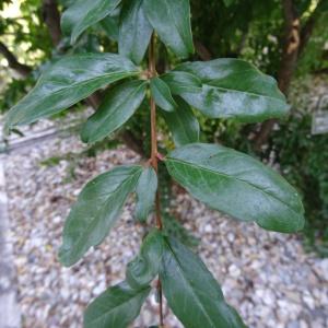 Photographie n°2332497 du taxon Punica granatum L. [1753]