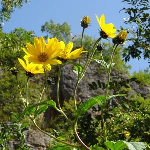 Photographie n°2332535 du taxon Helianthus tuberosus L. [1753]