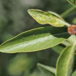 Photographie n°2332554 du taxon Pyrus spinosa Forssk. [1775]