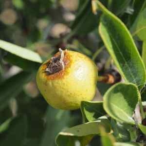 Photographie n°2332556 du taxon Pyrus spinosa Forssk. [1775]