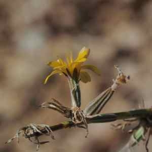 Photographie n°2332558 du taxon Chondrilla juncea L. [1753]