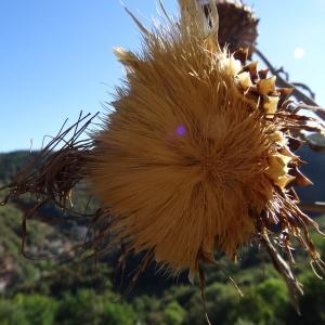 Photographie n°2332604 du taxon Cynara scolymus L. [1753]