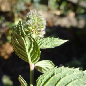 Photographie n°2332620 du taxon Mentha x piperita L. [1753]