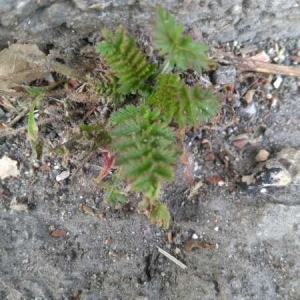 Photographie n°2332639 du taxon Erodium cicutarium (L.) L'Hér. [1789]