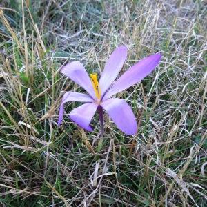 Photographie n°2332709 du taxon Crocus nudiflorus Sm.