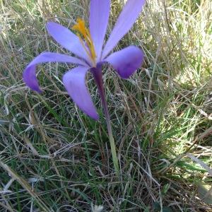 Photographie n°2332711 du taxon Crocus nudiflorus Sm.