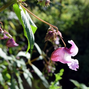 Photographie n°2332727 du taxon Impatiens glandulifera Royle [1833]