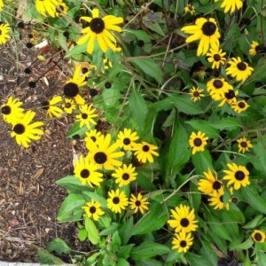  - Rudbeckia hirta L. [1753]