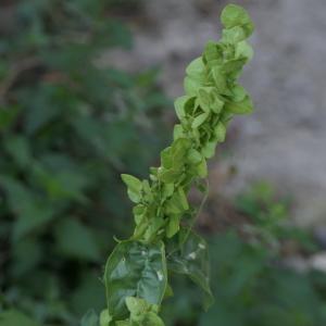 Photographie n°2332735 du taxon Atriplex hortensis L. [1753]