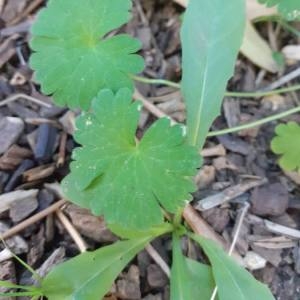 Photographie n°2332755 du taxon Geranium molle L. [1753]