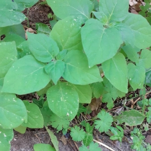 Photographie n°2332757 du taxon Solanum nigrum L. [1753]