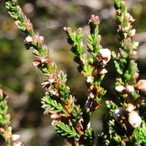 Photographie n°2332793 du taxon Calluna vulgaris (L.) Hull