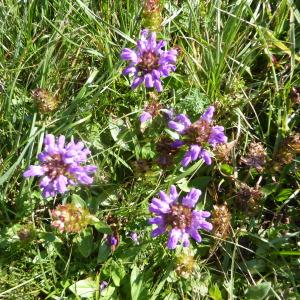 Photographie n°2332804 du taxon Prunella grandiflora (L.) Schöller [1775]