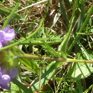 Photographie n°2332806 du taxon Prunella grandiflora (L.) Schöller [1775]