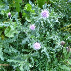 Photographie n°2332822 du taxon Cirsium arvense (L.) Scop. [1772]