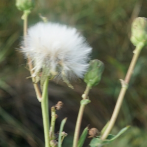 Photographie n°2332831 du taxon Sonchus maritimus L. [1759]