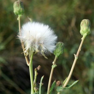 Photographie n°2332832 du taxon Sonchus maritimus L. [1759]