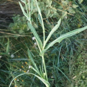 Photographie n°2332833 du taxon Sonchus maritimus L. [1759]