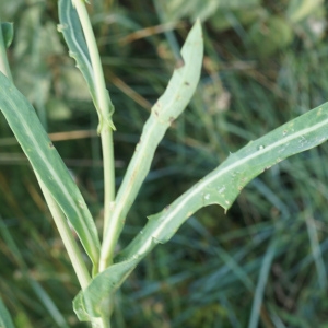 Photographie n°2332834 du taxon Sonchus maritimus L. [1759]