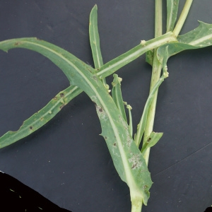 Photographie n°2332835 du taxon Sonchus maritimus L. [1759]